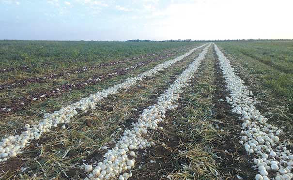 Урожайность лука на полях Бирюковых до 90 т/га